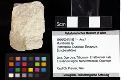 Foto (Objket + Etiketten) von Cracensigillatus acutirostris (Moericke, 1889) 